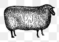 Sheep sticker png, black ink drawing, digitally enhanced from our own original copy of The Open Door to Independence (1915) by Thomas E. Hill.