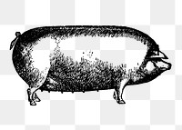 Pig sticker png, black ink drawing, digitally enhanced from our own original copy of The Open Door to Independence (1915) by Thomas E. Hill.