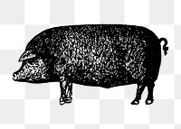 Pig sticker png, black ink drawing, digitally enhanced from our own original copy of The Open Door to Independence (1915) by Thomas E. Hill.