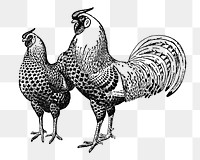 Chicken sticker png, black ink drawing, digitally enhanced from our own original copy of The Open Door to Independence (1915) by Thomas E. Hill.