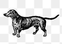 Dachshund dog png collage element, black ink drawing, digitally enhanced from our own original copy of The Open Door to Independence (1915) by Thomas E. Hill.