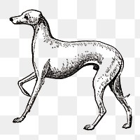 Italian Greyhound dog png collage element, black ink drawing, digitally enhanced from our own original copy of The Open Door to Independence (1915) by Thomas E. Hill.