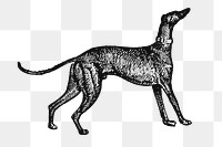 Greyhound dog png collage element, black ink drawing, digitally enhanced from our own original copy of The Open Door to Independence (1915) by Thomas E. Hill.