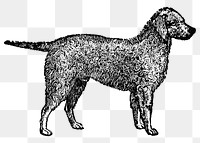 Bedlington Terrier dog png collage element, black ink drawing, digitally enhanced from our own original copy of The Open Door to Independence (1915) by Thomas E. Hill.