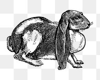 Loped Ear rabbit sticker png, black ink drawing, digitally enhanced from our own original copy of The Open Door to Independence (1915) by Thomas E. Hill.