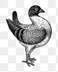 Leghorn Runt bird sticker png, black ink drawing, digitally enhanced from our own original copy of The Open Door to Independence (1915) by Thomas E. Hill.