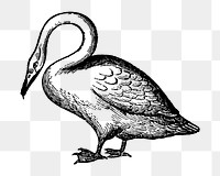 Swan sticker png, black ink drawing, digitally enhanced from our own original copy of The Open Door to Independence (1915) by Thomas E. Hill.