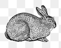 Silver gray rabbit sticker png, black ink drawing, digitally enhanced from our own original copy of The Open Door to Independence (1915) by Thomas E. Hill.