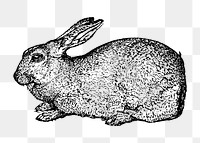 Rabbit png collage element, black ink drawing, digitally enhanced from our own original copy of The Open Door to Independence (1915) by Thomas E. Hill.