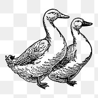 Duck sticker png, black ink drawing, digitally enhanced from our own original copy of The Open Door to Independence (1915) by Thomas E. Hill.