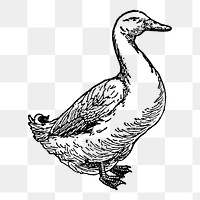 Duck sticker png, black ink drawing, digitally enhanced from our own original copy of The Open Door to Independence (1915) by Thomas E. Hill.