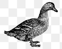 Duck sticker png, black ink drawing, digitally enhanced from our own original copy of The Open Door to Independence (1915) by Thomas E. Hill.