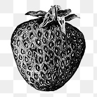 Strawberry png sticker, vintage illustration, digitally enhanced from our own original copy of The Open Door to Independence (1915) by Thomas E. Hill.