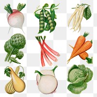 Watercolor vegetable sticker png, vintage illustration set on transparent background, digitally enhanced from our own original copy of The Open Door to Independence (1915) by Thomas E. Hill.