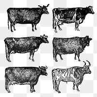 Hand drawn cow sticker png, vintage black ink illustration, set on transparent background, digitally enhanced from our own original copy of The Open Door to Independence (1915) by Thomas E. Hill.