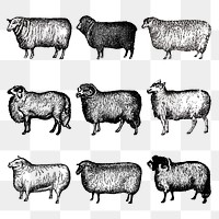 Goat & sheep png sticker, vintage black ink illustration, set on transparent background, digitally enhanced from our own original copy of The Open Door to Independence (1915) by Thomas E. Hill.