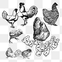 Hand drawn chicken sticker png, vintage black ink illustration, set on transparent background, digitally enhanced from our own original copy of The Open Door to Independence (1915) by Thomas E. Hill.