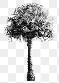 Palm tree png sticker, hand drawn botanical design clip art, transparent background