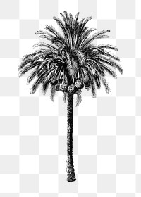 Palm tree png sticker, hand drawn botanical design clip art, transparent background