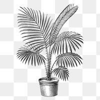 Botanical palm tree png sticker, aesthetic tropical clip art, transparent background