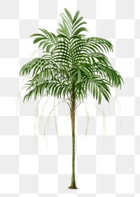 Palm tree png sticker, watercolor hand drawn botanical design clip art, transparent background