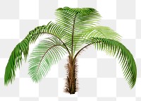 Palm tree png sticker, watercolor hand drawn botanical design clip art, transparent background