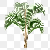 Palm tree png sticker, watercolor hand drawn botanical design clip art, transparent background