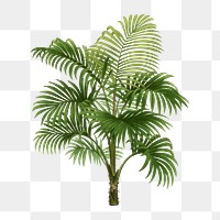 Palm tree png sticker, watercolor hand drawn botanical design clip art, transparent background