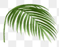 Palm leaf png sticker, watercolor hand drawn botanical design clip art, transparent background