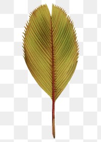 Palm leaf png sticker, hand drawn botanical design clip art, transparent background