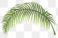 Palm leaf png sticker, hand drawn botanical design clip art, transparent background