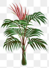 Palm tree png sticker, watercolor hand drawn botanical design clip art, transparent background