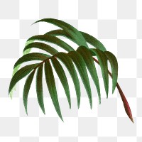 Palm leaf png sticker, watercolor hand drawn botanical design clip art, transparent background