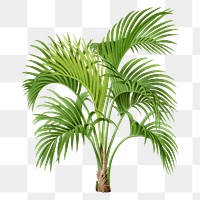 Palm tree png sticker, watercolor hand drawn botanical design clip art, transparent background