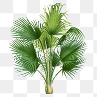 Botanical palm tree png sticker, aesthetic tropical clip art, transparent background