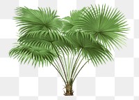 Botanical palm tree png sticker, aesthetic tropical clip art, transparent background