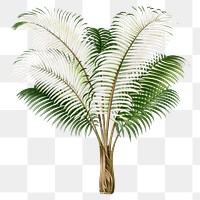 Palm tree png sticker, hand drawn botanical design clip art, transparent background