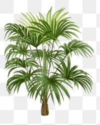 Botanical palm tree png sticker, aesthetic tropical clip art, transparent background