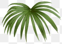 Botanical palm leaf png sticker, aesthetic tropical clip art, transparent background