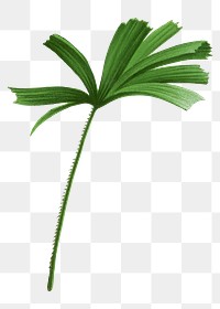 Palm leaf png sticker, watercolor botanical design clip art, transparent background
