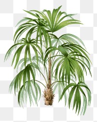 Botanical palm tree png sticker, aesthetic tropical clip art, transparent background