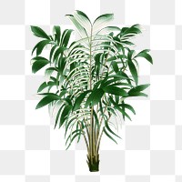 Palm tree png sticker, watercolor botanical design clip art, transparent background