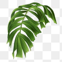 Palm leaf png sticker, watercolor botanical design clip art, transparent background