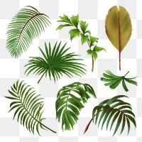 Tropical leaves png sticker set, botanical watercolor design clip art, transparent background