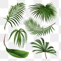 Palm leaves png stickers, watercolor botanical design clip art set, transparent background