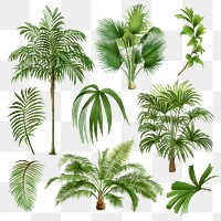 Palm tree png sticker, watercolor botanical design clip art set, transparent background