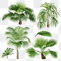 Palm tree png sticker, watercolor botanical design clip art set, transparent background