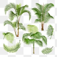 Palm tree png sticker, watercolor botanical design clip art set, transparent background