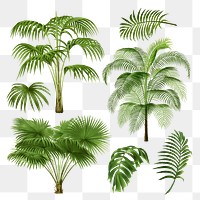 Palm tree png sticker, watercolor botanical design clip art set, transparent background