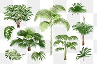 Palm tree png sticker, watercolor botanical design clip art set, transparent background